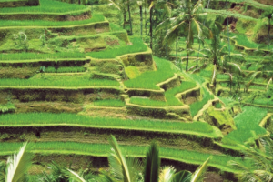 rice-terraces-Bali-Indonesia