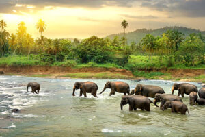 Herd of elephants walking in a jungle river