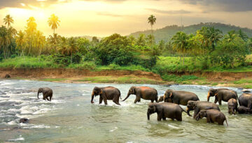 Herd of elephants walking in a jungle river