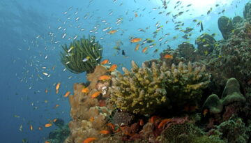 The_Coral_Reef_at_the_Andaman_Islands