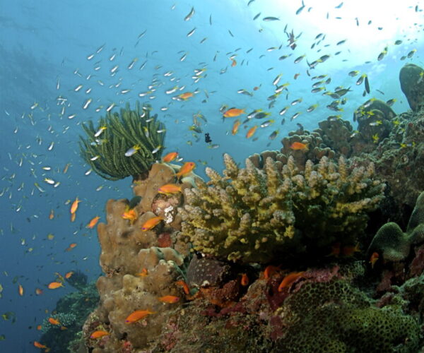 The_Coral_Reef_at_the_Andaman_Islands