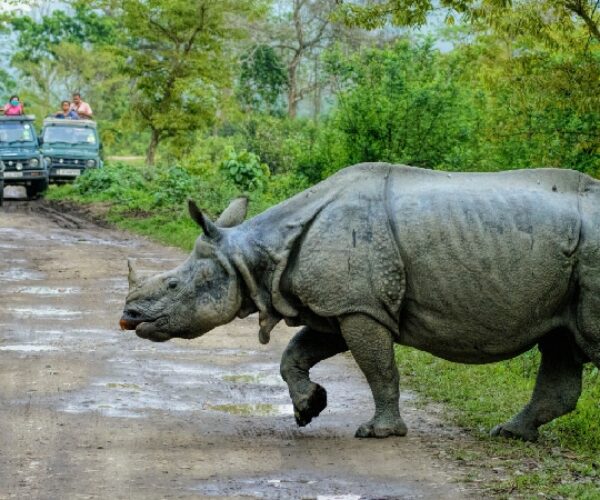 kaziranga