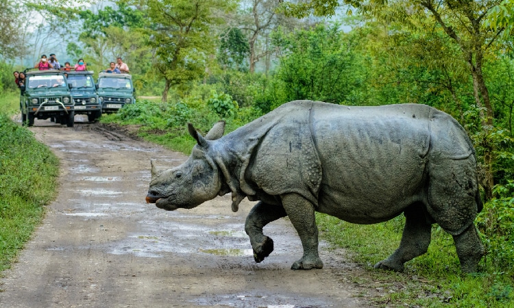 kaziranga